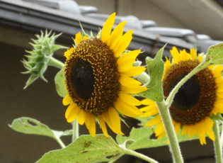 ひまわりが咲きました🌻