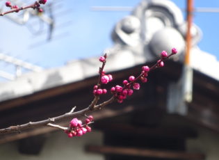 春が来ています🐦