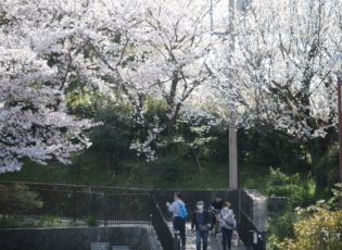 北堀公園の桜