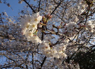 お花見お弁当会