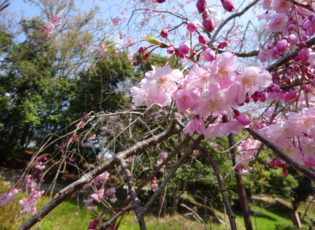 北堀公園の桜を楽しみました。