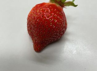 いちごが育っています。