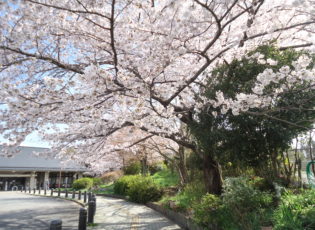 特養のお花見