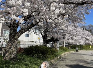 北堀公園の桜が満開です